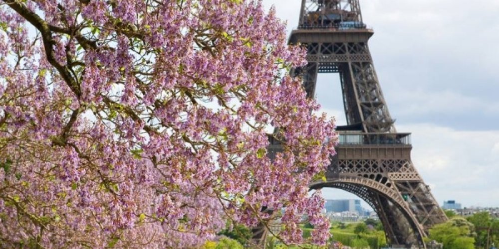 Когда цветут каштаны в Париже?